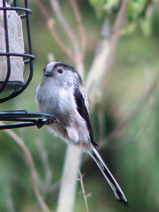 20160408 Long-tailed tit